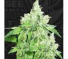 Citron Givré - T.H. Seeds