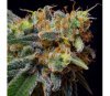 Caramelicious - The Bulldog Seeds