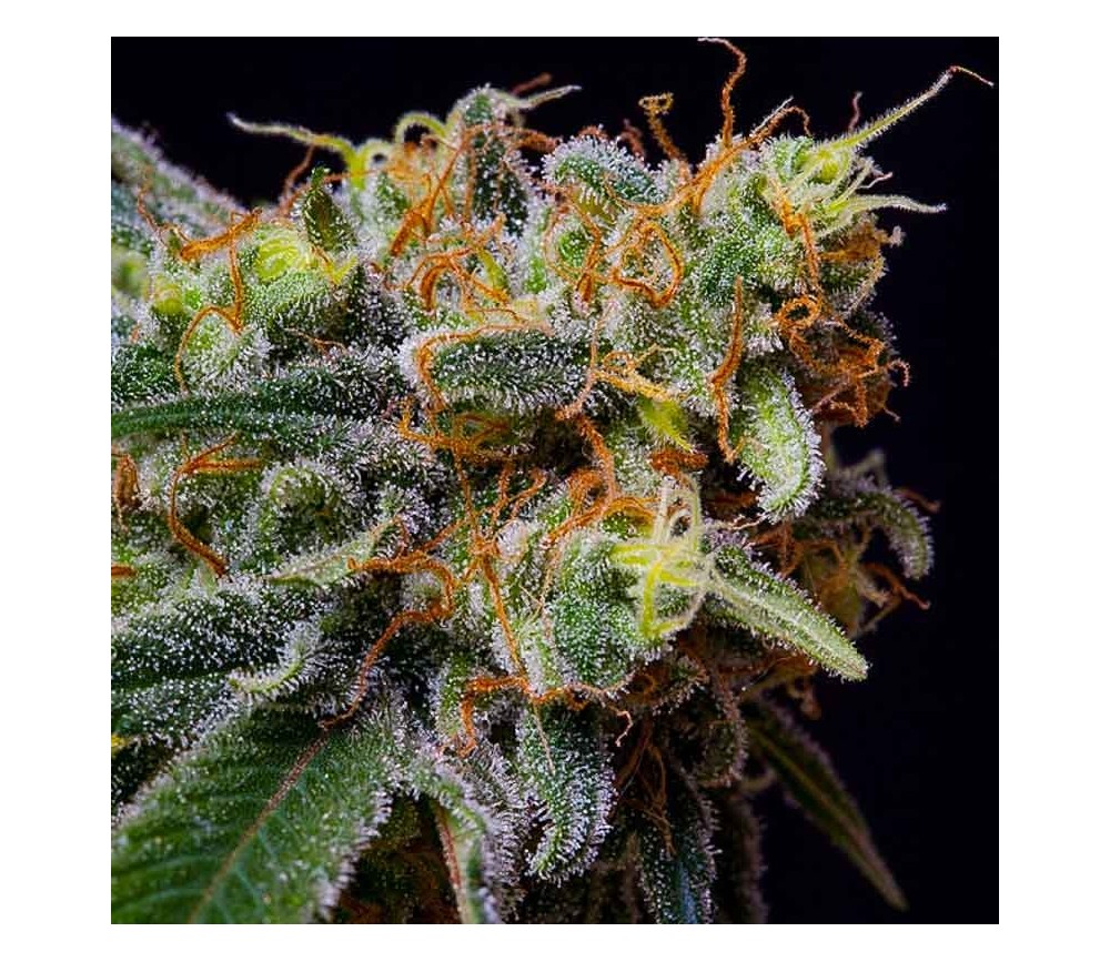 Caramelicious - The Bulldog Seeds