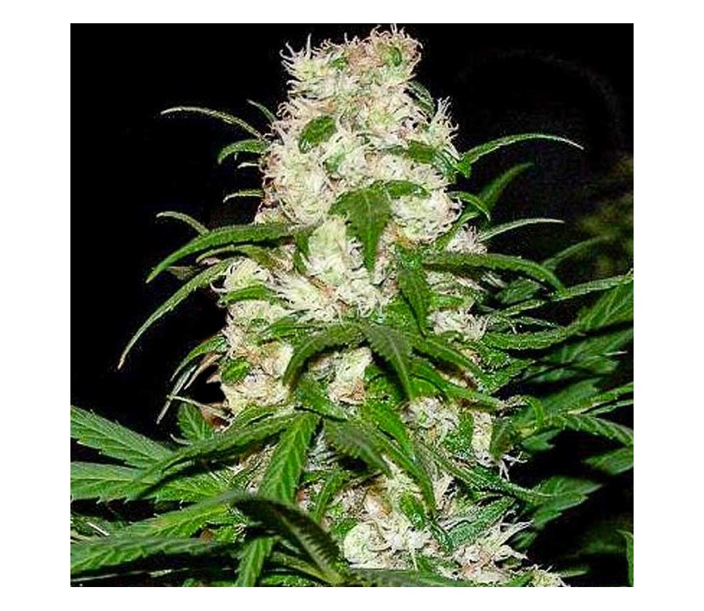 Energy Haze - The Bulldog Seeds