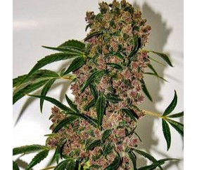 Girl Scout Cookies Xtrm - The Bulldog Seeds 