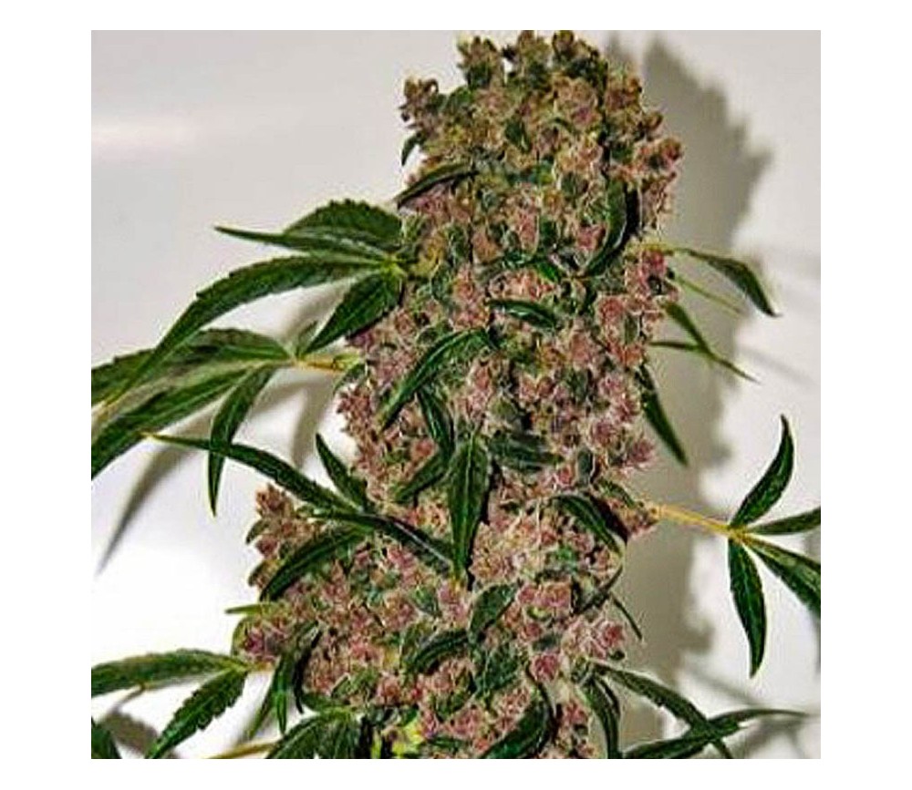 Girl Scout Cookies Xtrm - The Bulldog Seeds 