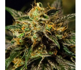 OZ Kush - The Bulldog Seeds