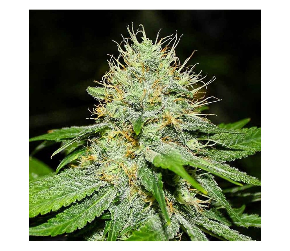 Original Afghan Regulares - The Bulldog Seeds