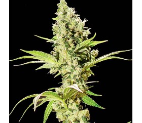 Sour Diesel - The Bulldog Seeds