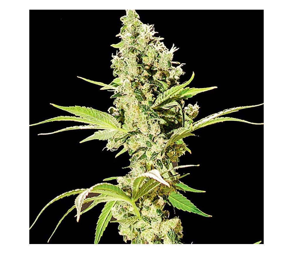 Sour Diesel - The Bulldog Seeds