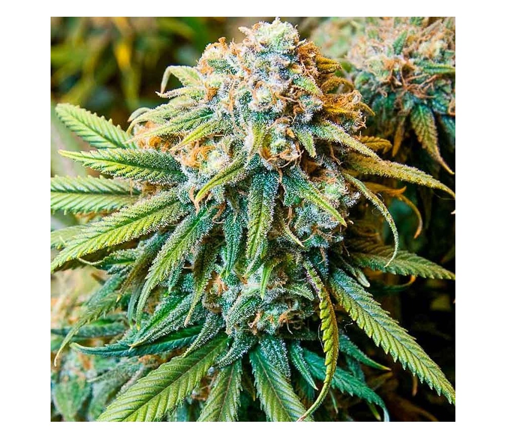 The Bulldog Haze - The Bulldog Seeds