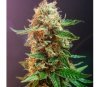 Autoflower Haze - The Bulldog Seeds