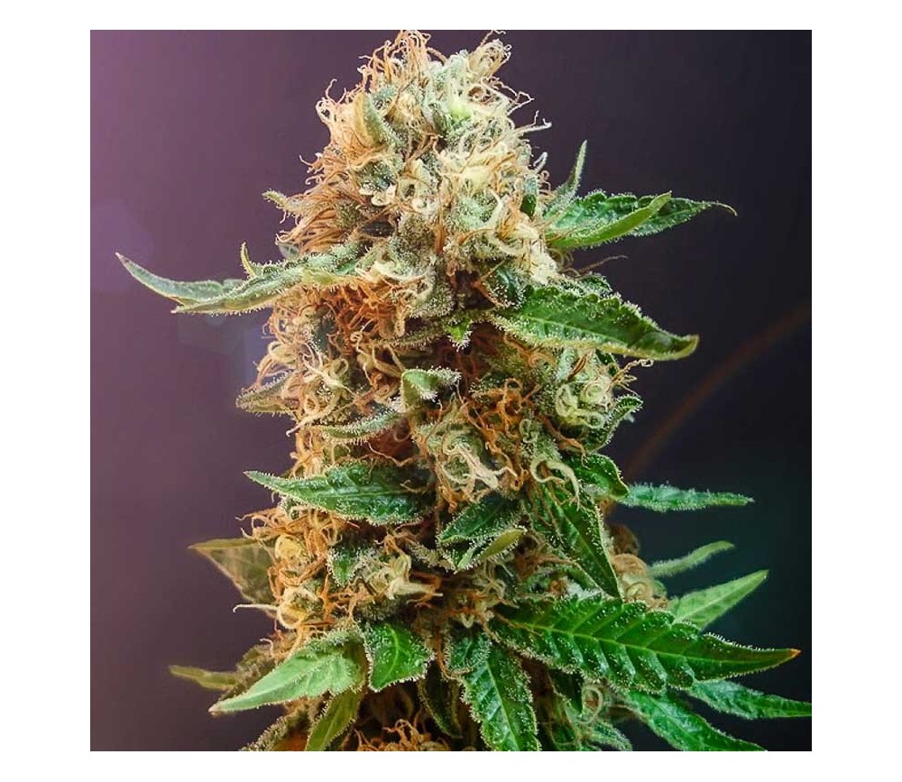 Autoflower Haze - The Bulldog Seeds