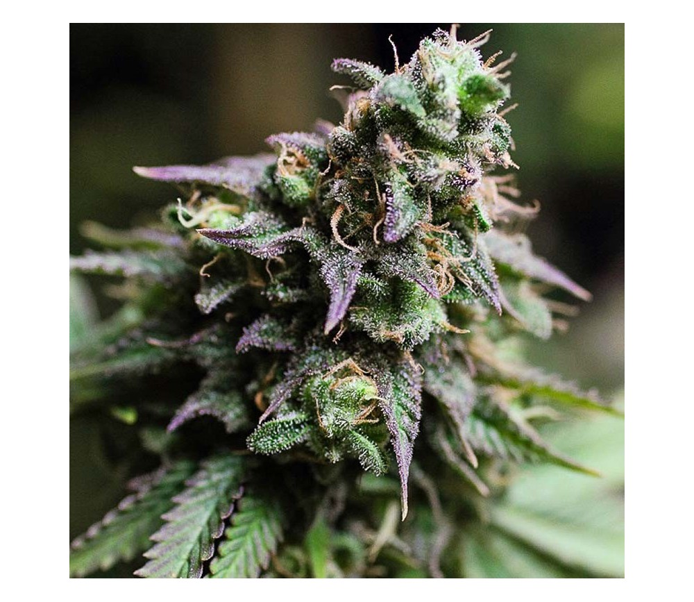 Blue Dream - The Bulldog Seeds