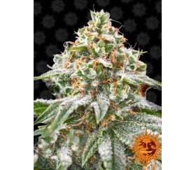 PINK KUSH