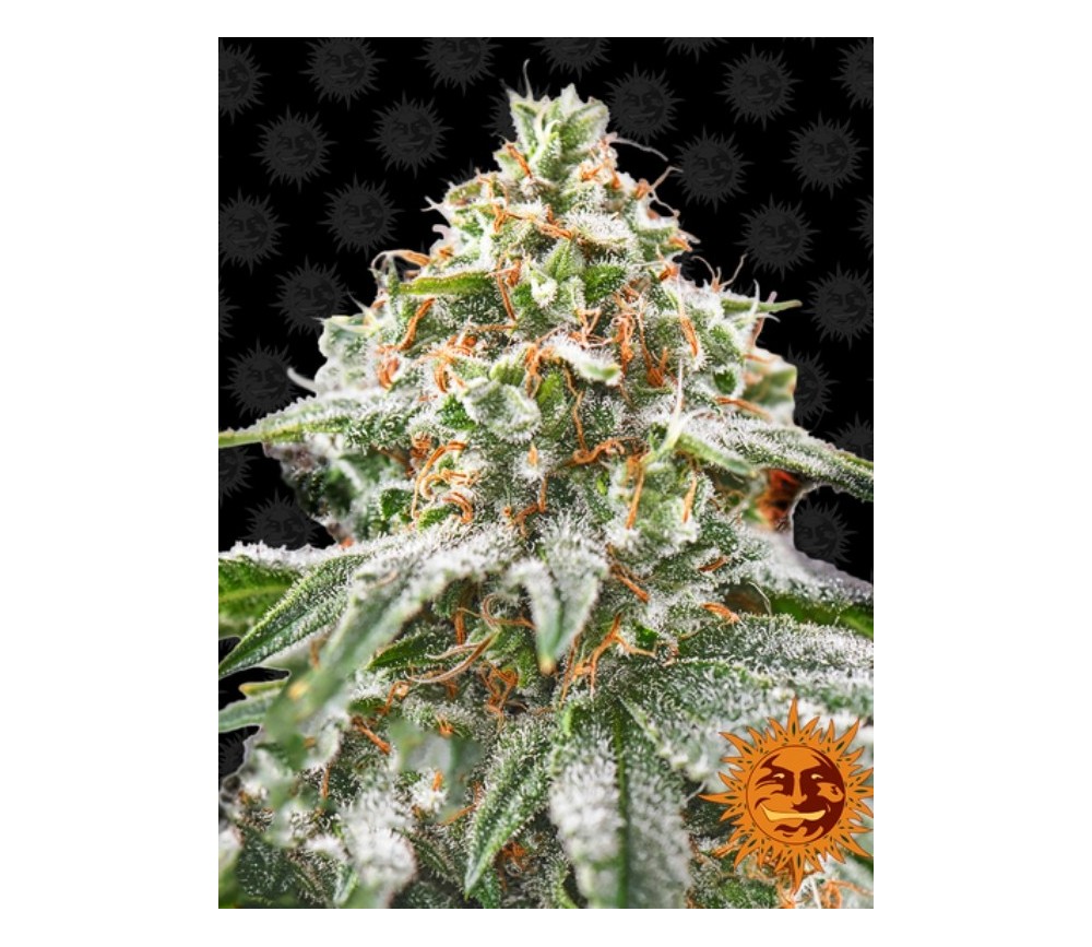 Rosa Kush - Barney's Farm