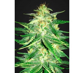 Lemon Ak Auto - Fast Buds Seeds