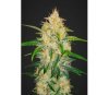 Zkittlez Auto - Fast Buds Seeds