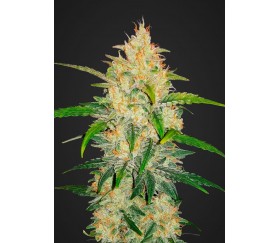 Zkittlez Auto - Fast Buds Seeds