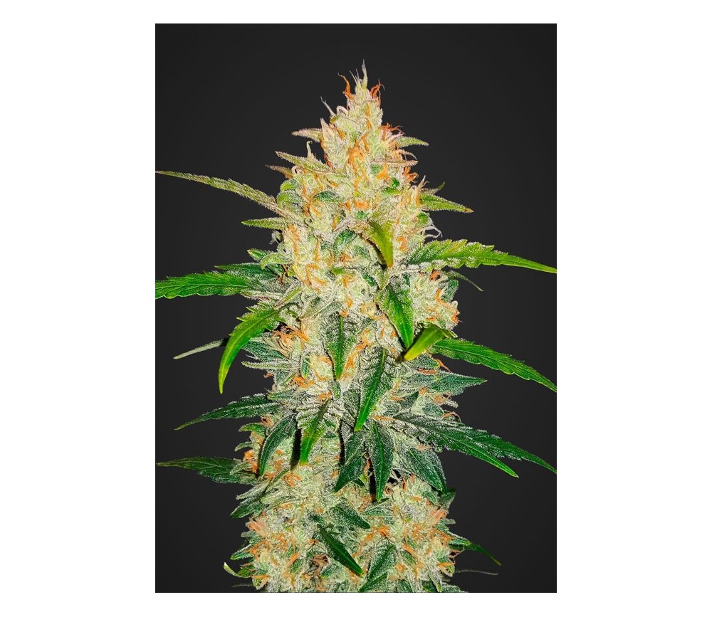 Zkittlez Auto - Fast Buds Seeds