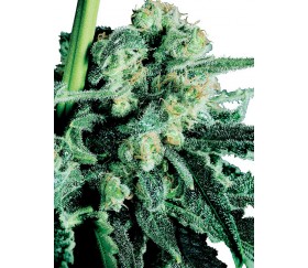 Sensi Skunk from Sensi Seeds