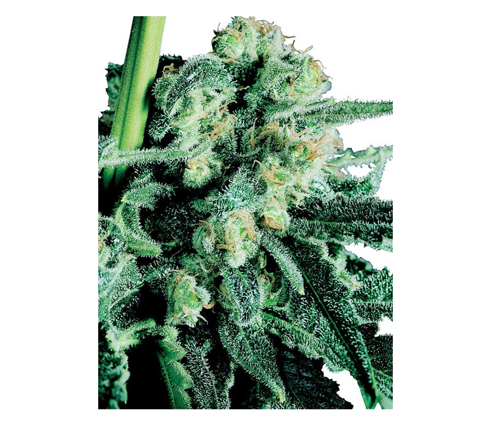 Sensi Skunk de Sensi Seeds