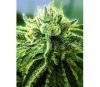 Canadian Kush 2.0 de Medical Seeds