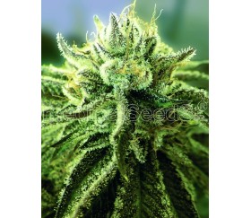 Canadian Kush 2.0 de Medical Seeds