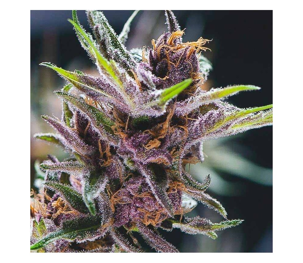 Black Cherry Punch - Pyramid Seeds