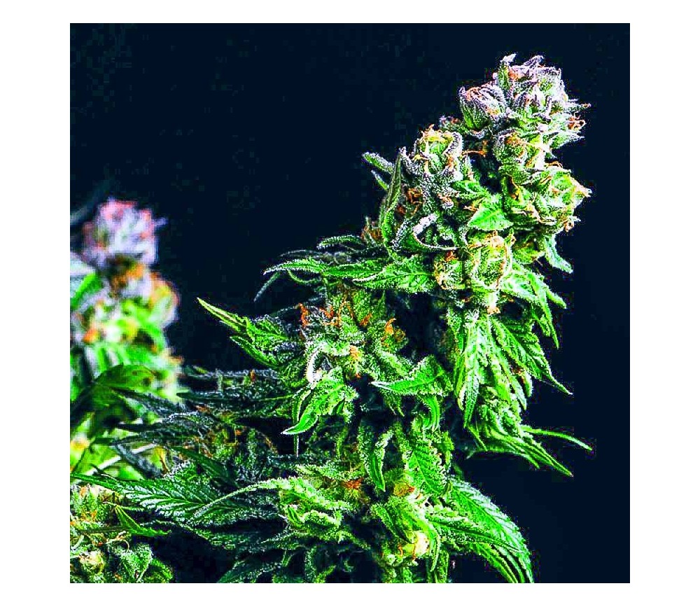 Purple Urkle - Pyramid Seeds 