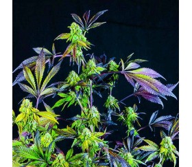 Sunset Sherbet - Pyramid Seeds 