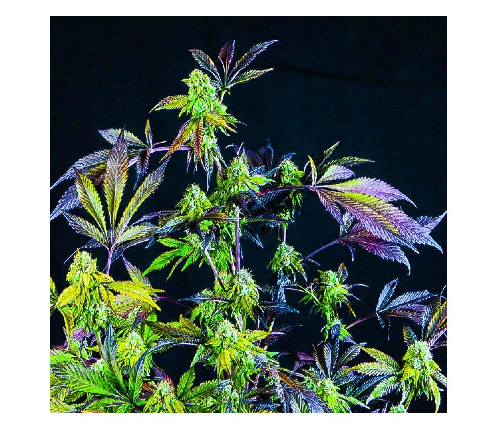 Sunset Sherbet - Pyramid Seeds 