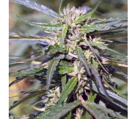Terra Italia CBD - Female Seeds 