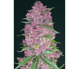 Purple Lemonade de Fast Buds Seeds