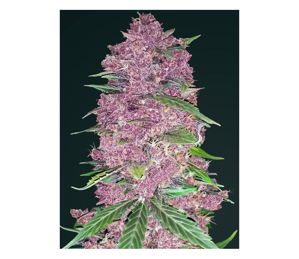 Purple Lemonade de Fast Buds Seeds