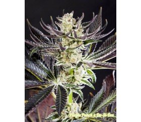 Purple Punch x Do-Si-Dos - Philosopher Seeds 