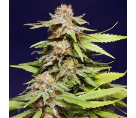 Big Bull - Kannabia Seeds