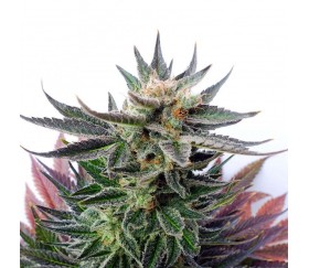 Sativa Dream - Kannabia Seeds