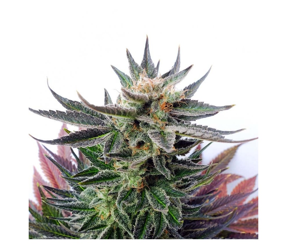 Sativa Dream - Kannabia Seeds