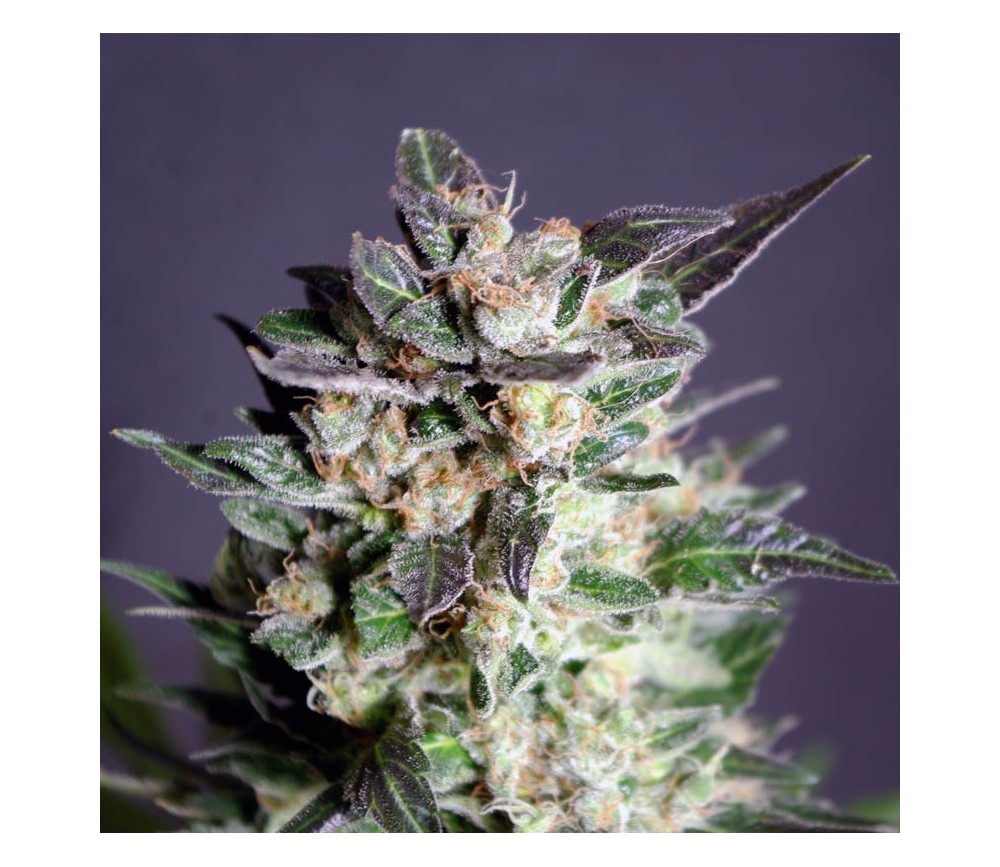 Diesel Glue - Kannabia Seeds