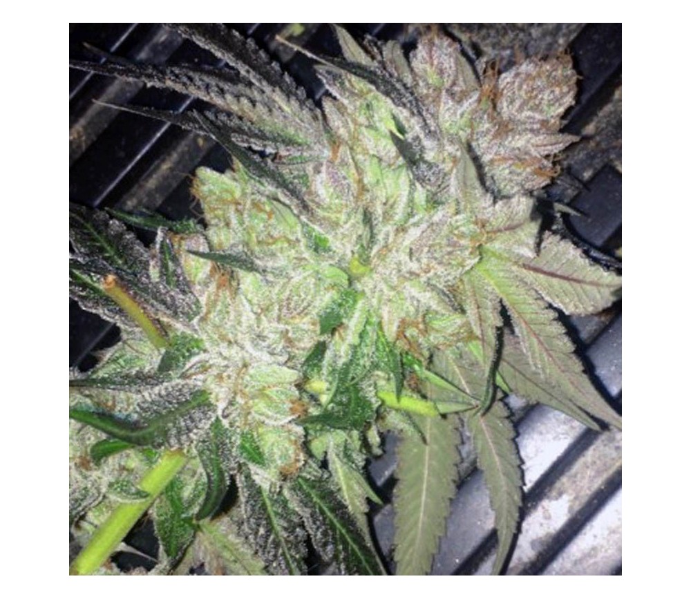 Strawpicanna - Oni Seed Co