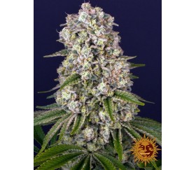 Tropicanna Banana - Barney’s Farm