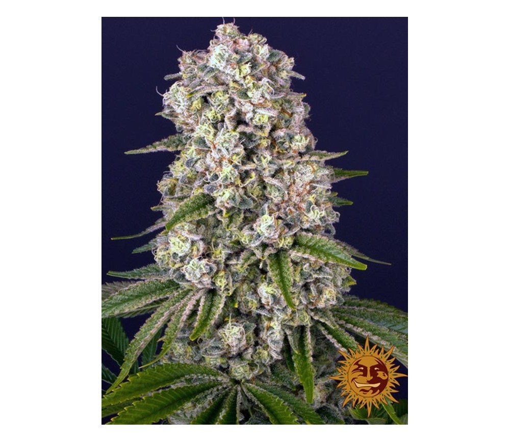 Tropicanna Banana - Barney’s Farm