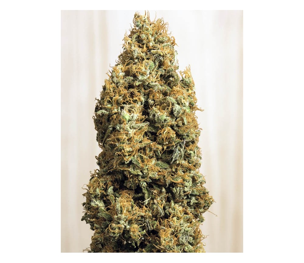 Green Crack CBD - Humboldt Seeds Organization