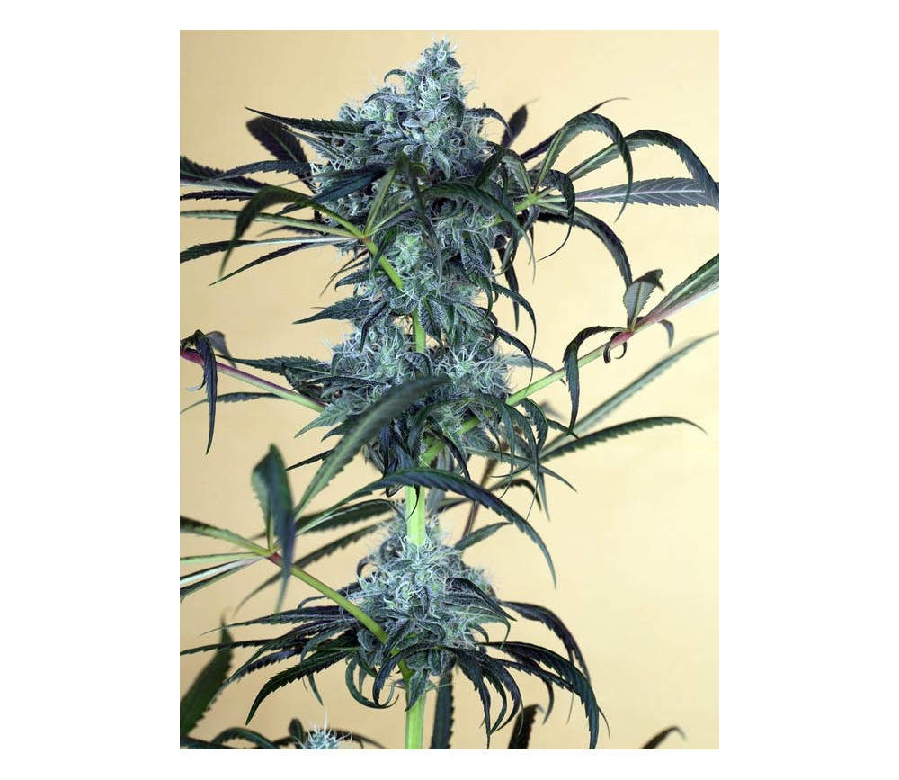 Green Crack CBD - Humboldt Seeds Organization