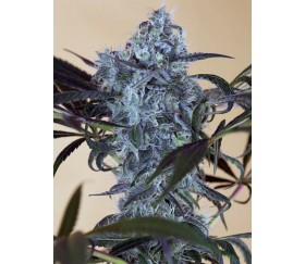 Green Crack CBD - Humboldt Seeds Organization