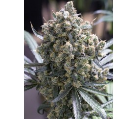 Fast Flowering Green Crack - Humboldt Seeds Organization