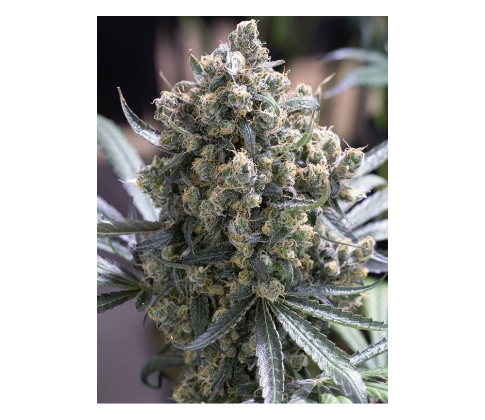 Fast Flowering Green Crack - Humboldt Seeds Organization