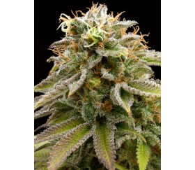 Lemon Thai Kush Regular - Humboldt Seeds Organization 