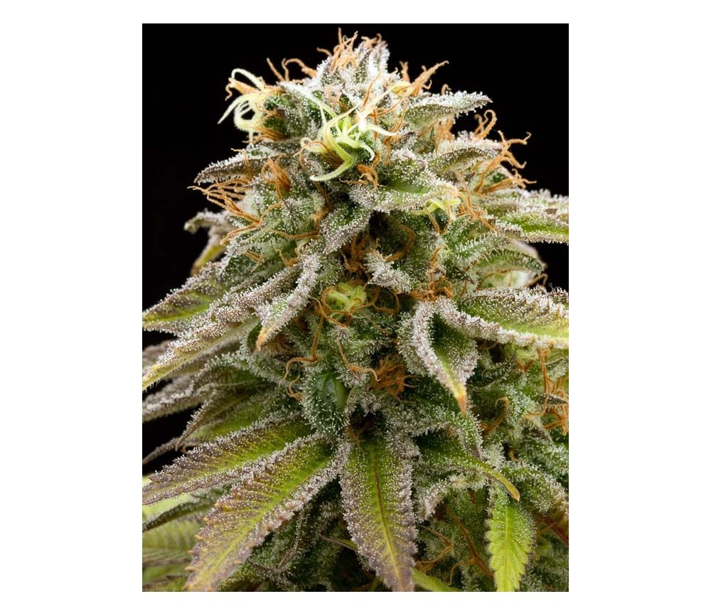 Lemon Thai Kush Regular - Humboldt Seeds Organization 