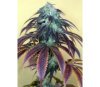 OG Kush Regular - Humboldt Seed Organization 