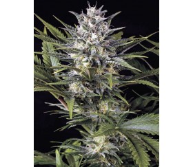 Pineapple Skunk Regular - Humboldt Seed Organization