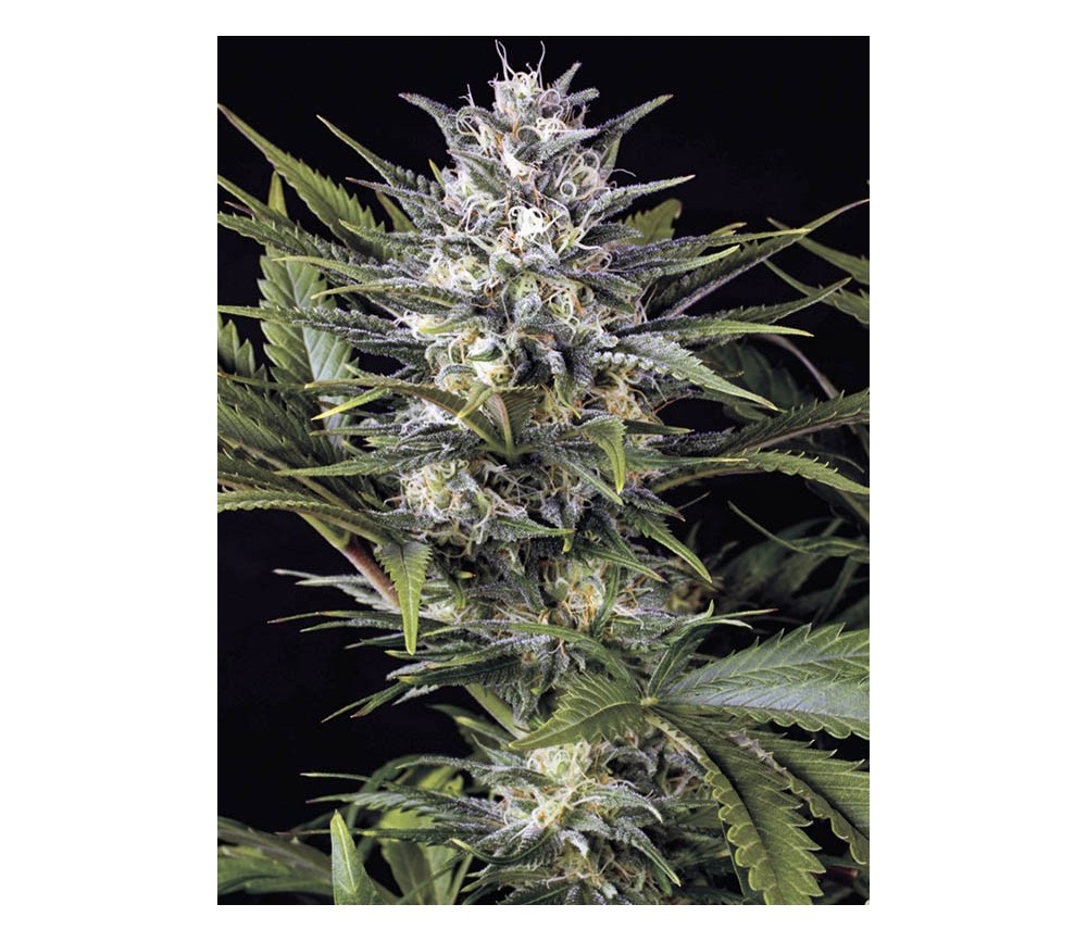 Pineapple Skunk Regular - Humboldt Seed Organization