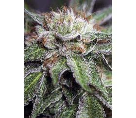 Bubba Kush Regular - Humboldt Seed Organization